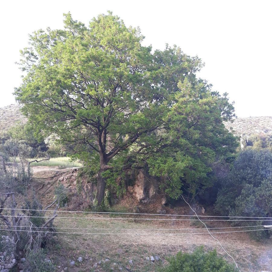 Apartamento Antea Mlini Exterior foto